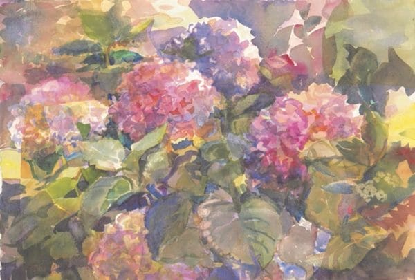 Treasure hydrangeas75